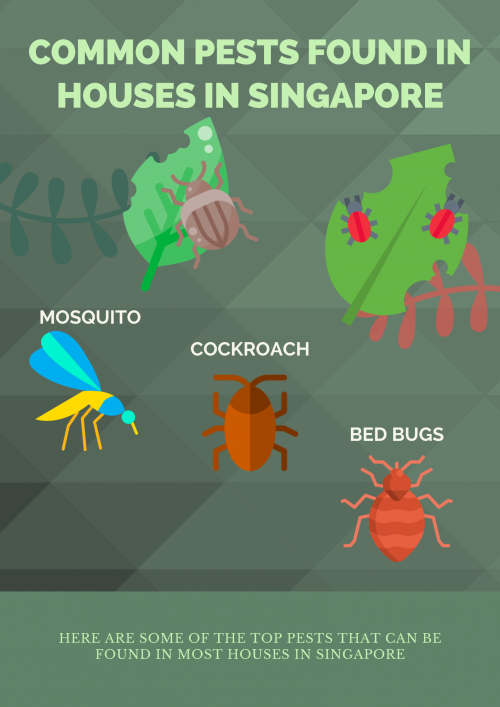 Know how mosquito, bed bug and cockroach infestation occur in homes in Singapore.

#CockroachInfestation

https://www.rentokil.com.sg/cockroaches/