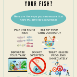 1.2-How-to-Take-Care-of-Your-Fish