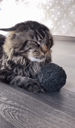 Angry-cat.gif