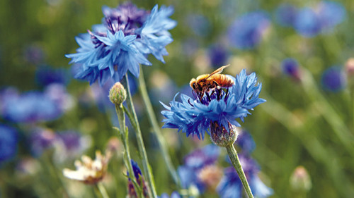 Blue-Flowers.jpg