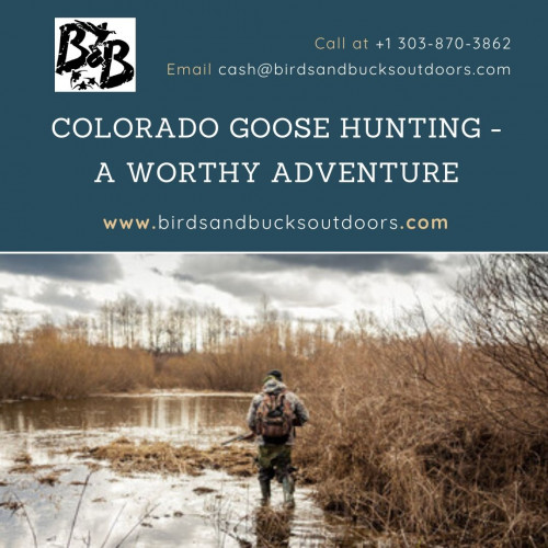 To help some experience looking for visitors, Colorado Goose Hunting helps a ton. Our Waterfowl Hunting Club includes expert hunters with loads of understanding. Visit Colorado for a remarkable experience.

https://www.birdsandbucksoutdoors.com/colorado-goose-hunting-club/