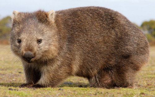Common-wombat.jpg