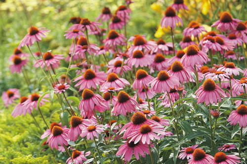 Coneflower.jpg