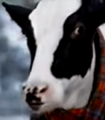 Cow.jpg