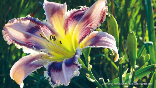 Daylily.jpg