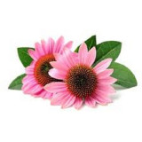 Echinacea