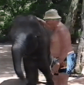 Elephant tired of tourist