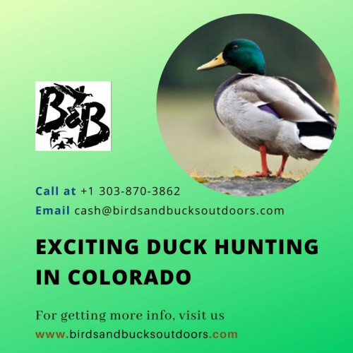 Before embarking on Duck Hunting Colorado, there ought to be concrete planning in place. Colorado Duck Hunting brings a creative way out to enhance your excitement. Appreciate this astonishing experience today!

https://www.birdsandbucksoutdoors.com/colorado-duck-hunting-club/