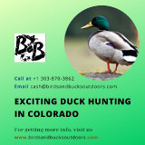 Exciting-Duck-Hunting-Colorado