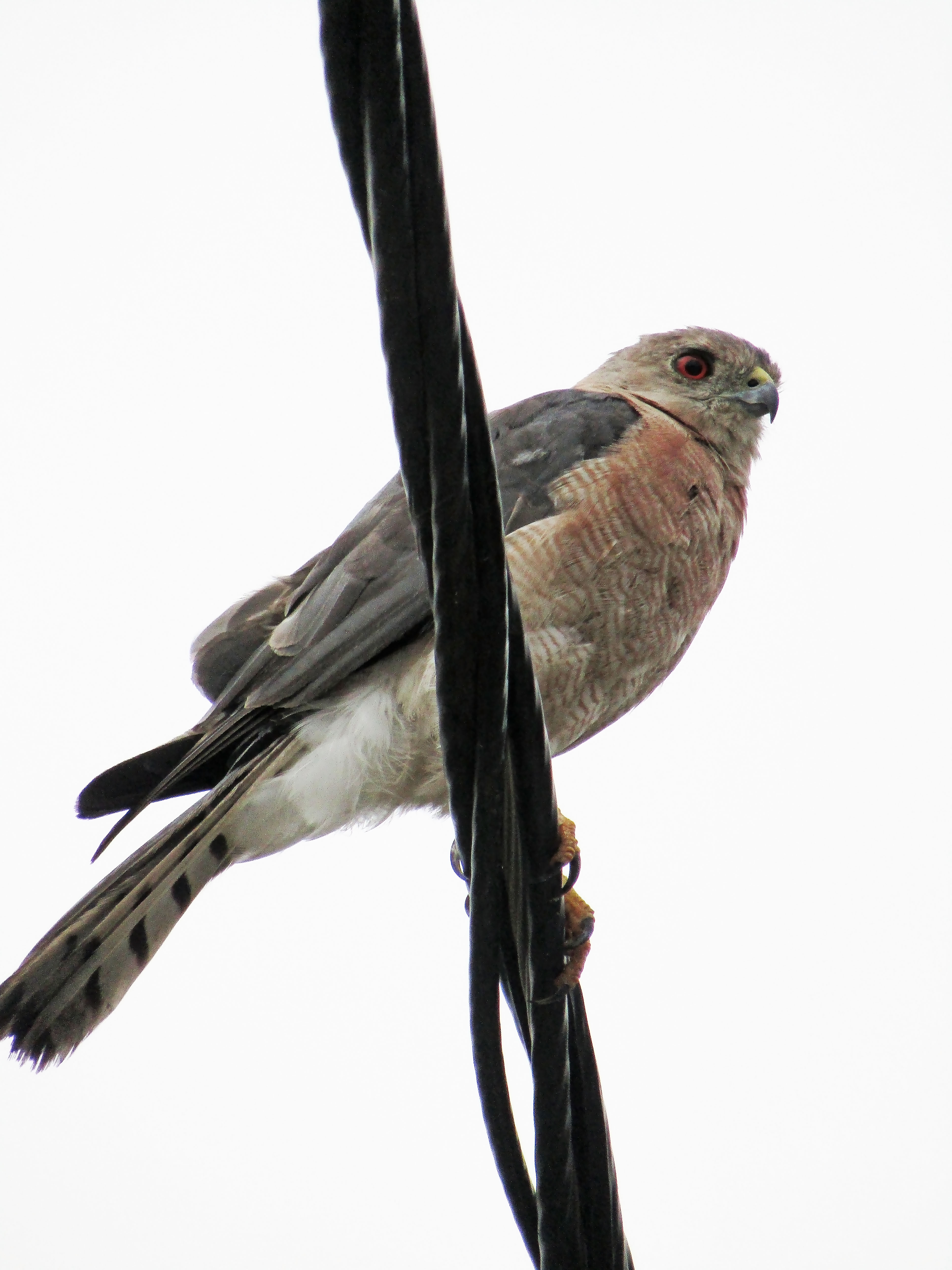 IMG 0246 - Gifyu