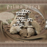 Prima-patek