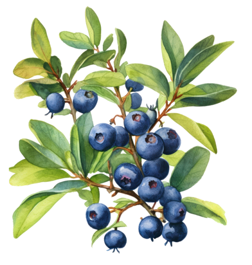 5046 Blueberry branch copy