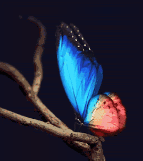 schmetterling butterfly