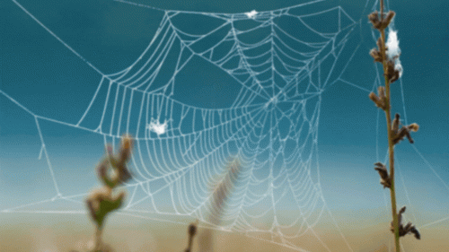 Spider-Silk-Development.gif