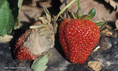 Strawberry-plant.jpg