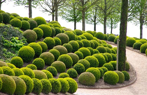 Topiary-5.jpg
