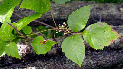 Ask any gardener What Does Poison Ivy Looks Like and he will tell you as this weed is not friendly as it causes itching and even rashes, and so a gardener would like to get rid of it. https://www.gardengatemagazine.com/articles/how-to/deal-with-pests/poison-ivy-lookalikes/