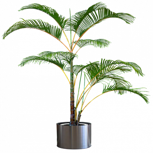 potted fern