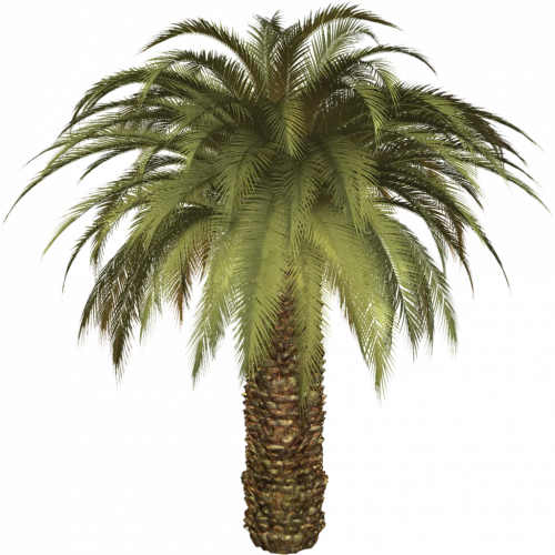 Palm Tree