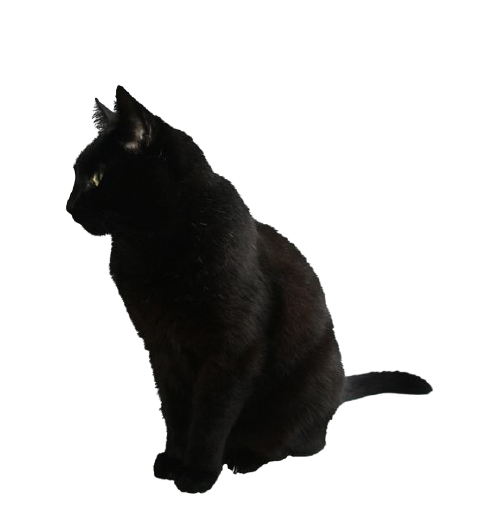 black-cat.png