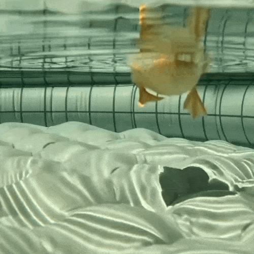 https://s6.gifyu.com/images/bpSfj.gif