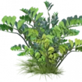 bzDpB