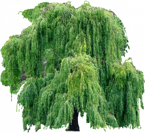 willow ping zps0ecb3f66