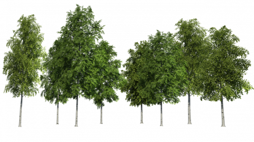 stand of pine trees
