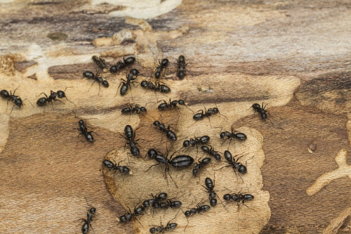 carpnetar-ants.jpg