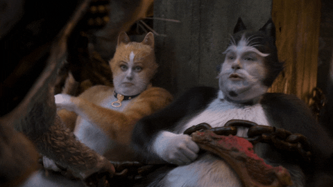 cats_oh.gif