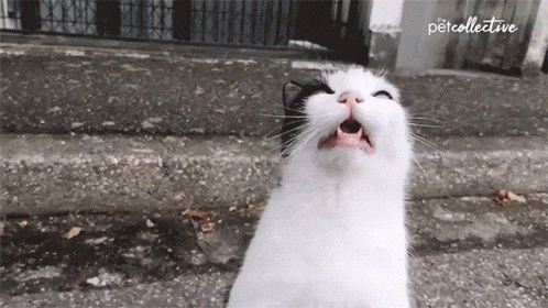 catsneeze1_opt.gif