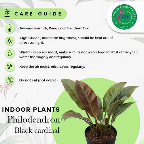 Buy Plants online from our very own best plant nursery in Hyderabad.Gromorfoodnursery is the one stop solution for all kinds of indoor,outdoor,succulents,hanging plants and medical plants.To know more about plants kindly visit our website gromorfoodnursery.com

https://gromorfoodnursery.com/

#onlinegardenplants
#plantsforsaleonline
#gardenplantsforsale