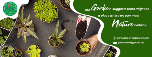 Wanted to make your house beautiful with plants? Gromor is the best option to buy succulents online.
Gromor is the best place to buy indoor plants online. Gromor has the large collection of indoor plants, outdoor plants
and succulents. Shop plants online from Gromor.
https://gromorfoodnursery.com/shop/
#buyplantsonline
#buyoutdoorplantsonline
#buygardenplantsonline
