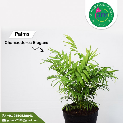 Growing population needs more greenery.With the moto of "GO GREEN" Gromorfoodnursery is bringing awareness on how to grow plants and plant care tips.Here one can learn about how to care for plants,how to water plants and all the Gardening tips.

https://gromorfoodnursery.com/shop/

#plantcaretips
#gardeningtipsforbeginners
#homegardeningtips
#basicgardeningtips