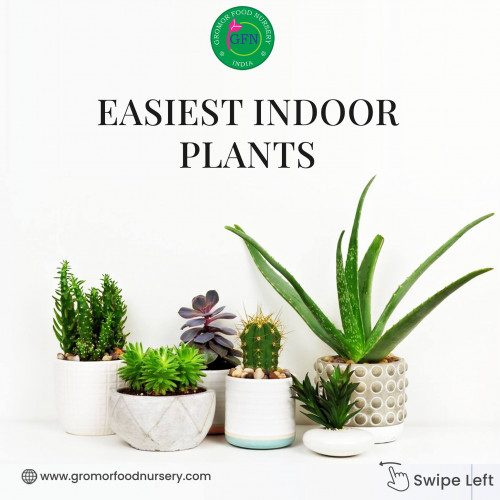 Wanted to make your house beautiful with plants? Gromor is the best option to buy succulents online.
Gromor is the best place to buy indoor plants online. Gromor has the large collection of indoor plants, outdoor plants
and succulents. Shop plants online from Gromor.
https://gromorfoodnursery.com/shop/
#buyplantsonline
#buyoutdoorplantsonline
#buygardenplantsonline
#buytreesonline