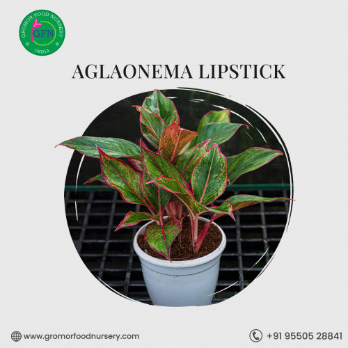 Do you want to start gardening?All kinds of flowering , nonflowering ,indoor plants ,ornamentalplants are available at gromor We can order plants online from gromor.It the best online plant nursery in Hyderabad.Buy plants online Hyderabad at affordable prices.
 https://gromorfoodnursery.com/contact-us/
#orderplantsonline
#onlineplantnurseryhyderabad
#buyplantsonlinehyderabad
#nurseriesinhyderabad