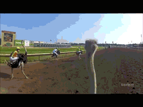 ostrichracing.gif