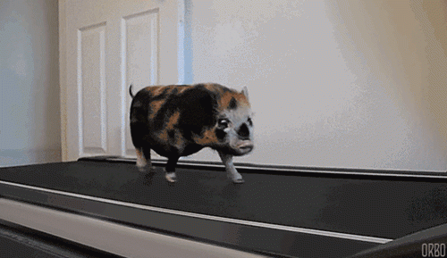 piggy on a treadmill