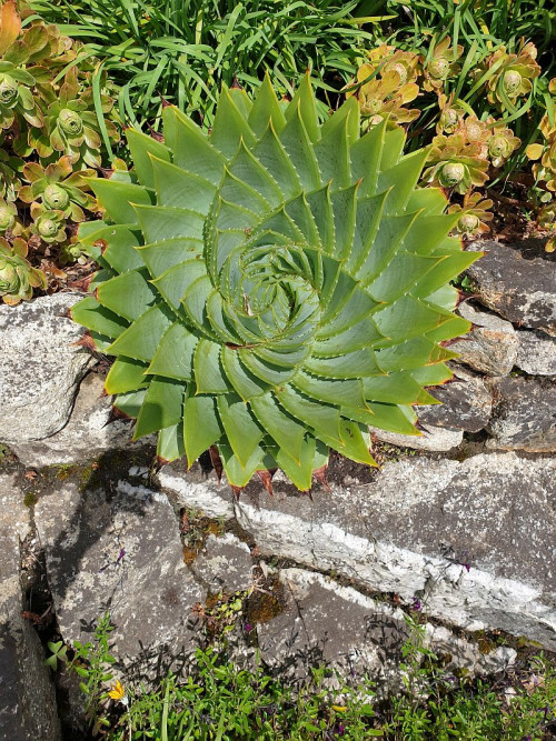 spiral poly