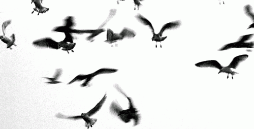 uccelli ff