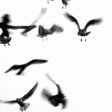 uccelli-ff